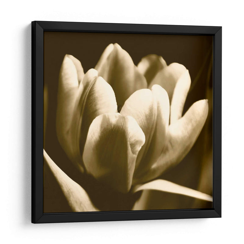 Sepia Tulipio I - Renee W. Stramel | Cuadro decorativo de Canvas Lab