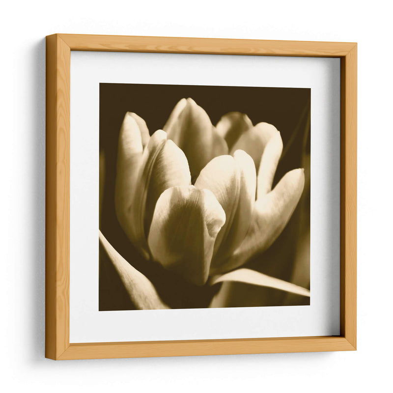 Sepia Tulipio I - Renee W. Stramel | Cuadro decorativo de Canvas Lab