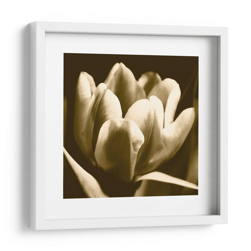 Sepia Tulipio I - Renee W. Stramel | Cuadro decorativo de Canvas Lab