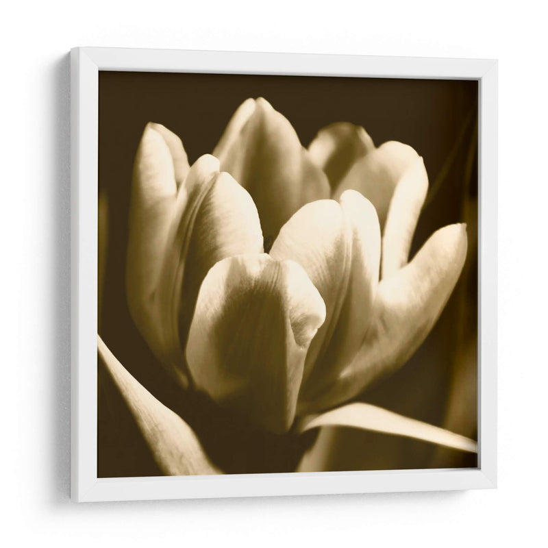 Sepia Tulipio I - Renee W. Stramel | Cuadro decorativo de Canvas Lab