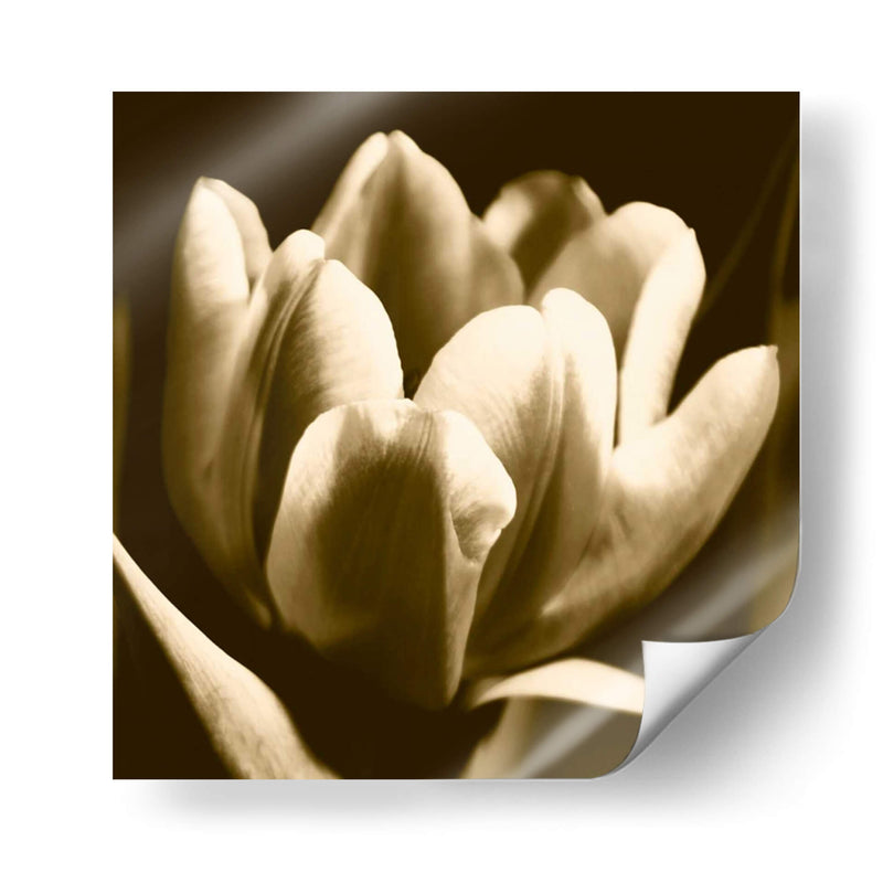 Sepia Tulipio I - Renee W. Stramel | Cuadro decorativo de Canvas Lab