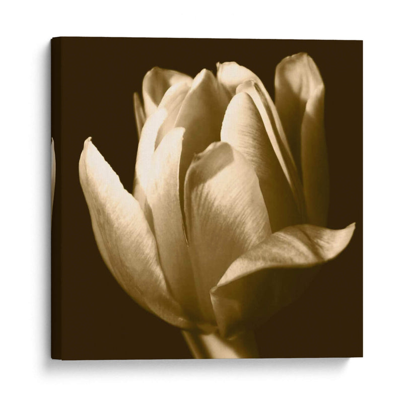 Sepia Tulip Ii - Renee W. Stramel | Cuadro decorativo de Canvas Lab