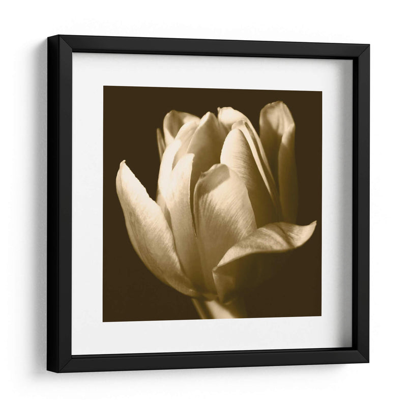 Sepia Tulip Ii - Renee W. Stramel | Cuadro decorativo de Canvas Lab