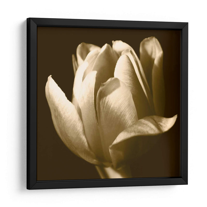 Sepia Tulip Ii - Renee W. Stramel | Cuadro decorativo de Canvas Lab