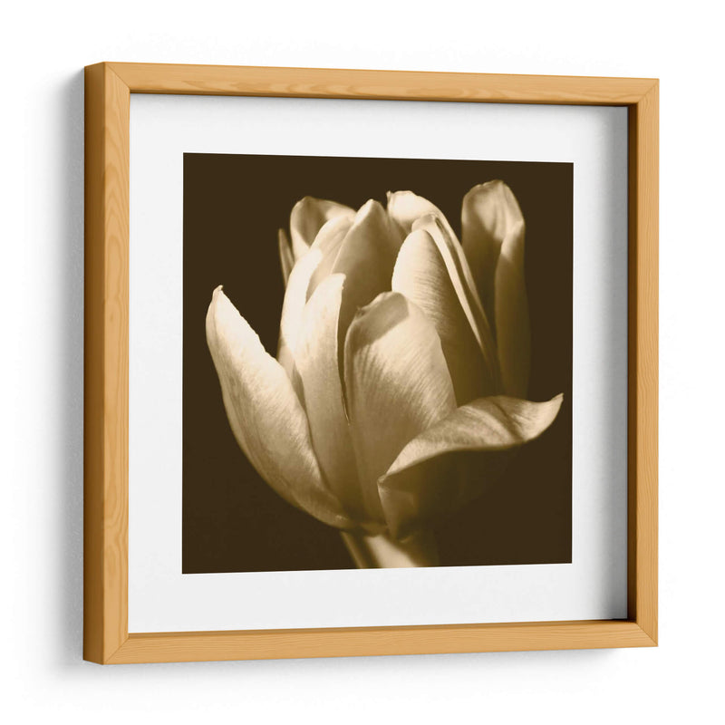 Sepia Tulip Ii - Renee W. Stramel | Cuadro decorativo de Canvas Lab