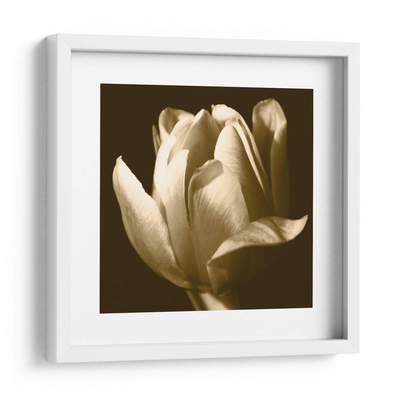 Sepia Tulip Ii - Renee W. Stramel | Cuadro decorativo de Canvas Lab