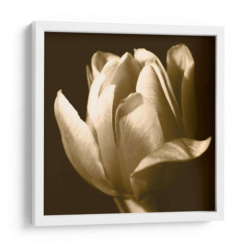 Sepia Tulip Ii - Renee W. Stramel | Cuadro decorativo de Canvas Lab