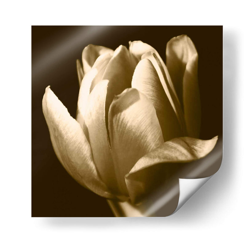 Sepia Tulip Ii - Renee W. Stramel | Cuadro decorativo de Canvas Lab