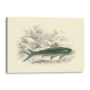 Lizars Juego Peces I - W.H. Lizars | Cuadro decorativo de Canvas Lab