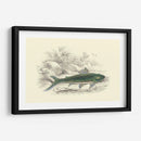 Lizars Juego Peces I - W.H. Lizars | Cuadro decorativo de Canvas Lab