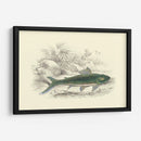 Lizars Juego Peces I - W.H. Lizars | Cuadro decorativo de Canvas Lab