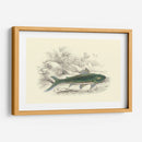 Lizars Juego Peces I - W.H. Lizars | Cuadro decorativo de Canvas Lab