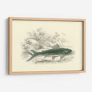 Lizars Juego Peces I - W.H. Lizars | Cuadro decorativo de Canvas Lab