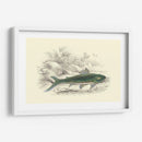 Lizars Juego Peces I - W.H. Lizars | Cuadro decorativo de Canvas Lab