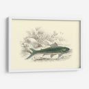 Lizars Juego Peces I - W.H. Lizars | Cuadro decorativo de Canvas Lab