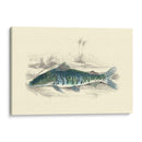 Lizards Juego Fish Ii - W.H. Lizars | Cuadro decorativo de Canvas Lab