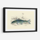 Lizards Juego Fish Ii - W.H. Lizars | Cuadro decorativo de Canvas Lab