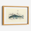 Lizards Juego Fish Ii - W.H. Lizars | Cuadro decorativo de Canvas Lab
