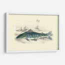 Lizards Juego Fish Ii - W.H. Lizars | Cuadro decorativo de Canvas Lab