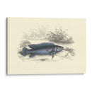 Lizards Juego Fish Iii - W.H. Lizars | Cuadro decorativo de Canvas Lab