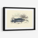 Lizards Juego Fish Iii - W.H. Lizars | Cuadro decorativo de Canvas Lab