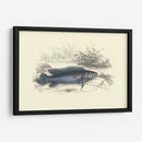 Lizards Juego Fish Iii - W.H. Lizars | Cuadro decorativo de Canvas Lab