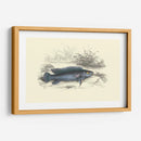 Lizards Juego Fish Iii - W.H. Lizars | Cuadro decorativo de Canvas Lab