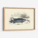 Lizards Juego Fish Iii - W.H. Lizars | Cuadro decorativo de Canvas Lab