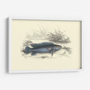 Lizards Juego Fish Iii - W.H. Lizars | Cuadro decorativo de Canvas Lab