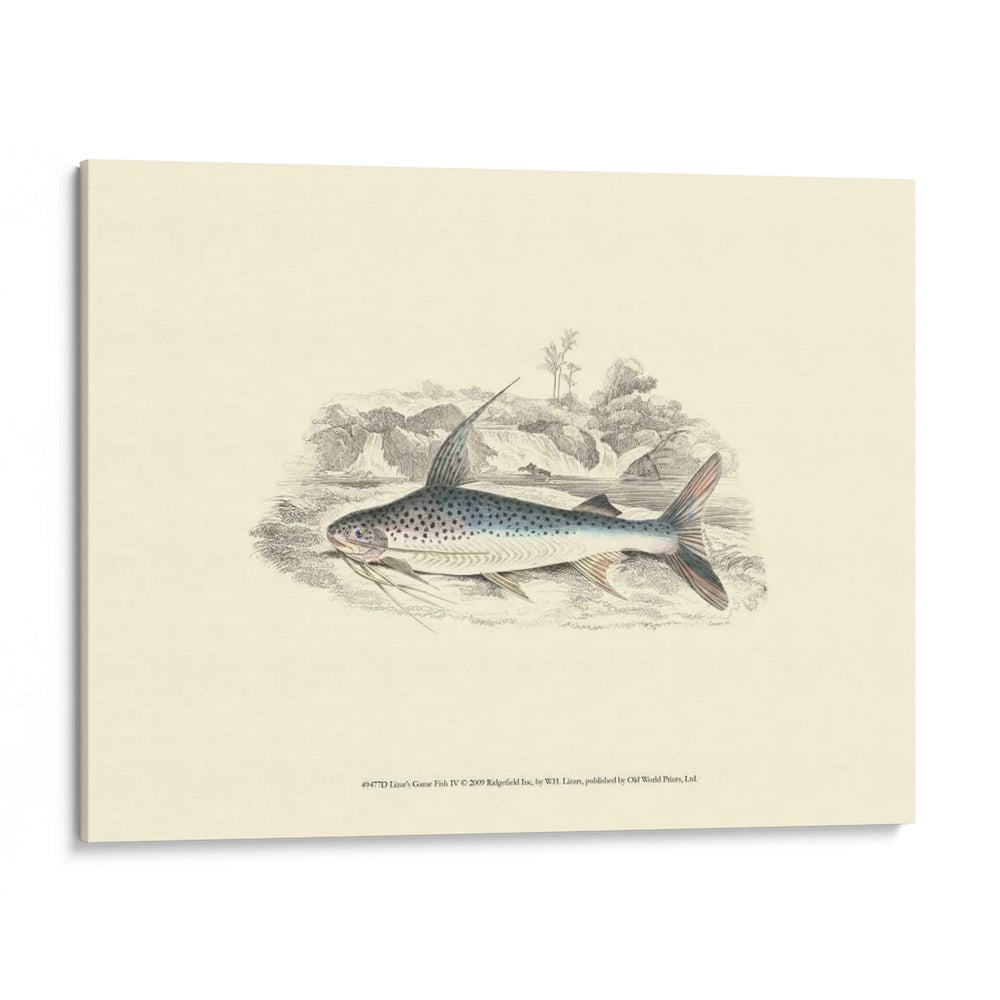 Lizards Juego Fish Iv - W.H. Lizars | Cuadro decorativo de Canvas Lab
