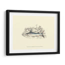 Lizards Juego Fish Iv - W.H. Lizars | Cuadro decorativo de Canvas Lab
