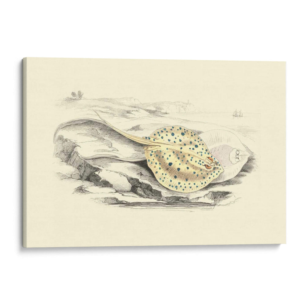 Lizars Stingray I - W.H. Lizars | Cuadro decorativo de Canvas Lab