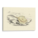 Lizars Stingray I - W.H. Lizars | Cuadro decorativo de Canvas Lab