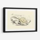 Lizars Stingray I - W.H. Lizars | Cuadro decorativo de Canvas Lab