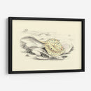 Lizars Stingray I - W.H. Lizars | Cuadro decorativo de Canvas Lab