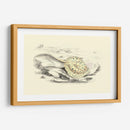 Lizars Stingray I - W.H. Lizars | Cuadro decorativo de Canvas Lab