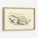 Lizars Stingray I - W.H. Lizars | Cuadro decorativo de Canvas Lab