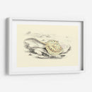 Lizars Stingray I - W.H. Lizars | Cuadro decorativo de Canvas Lab