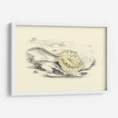 Lizars Stingray I - W.H. Lizars | Cuadro decorativo de Canvas Lab