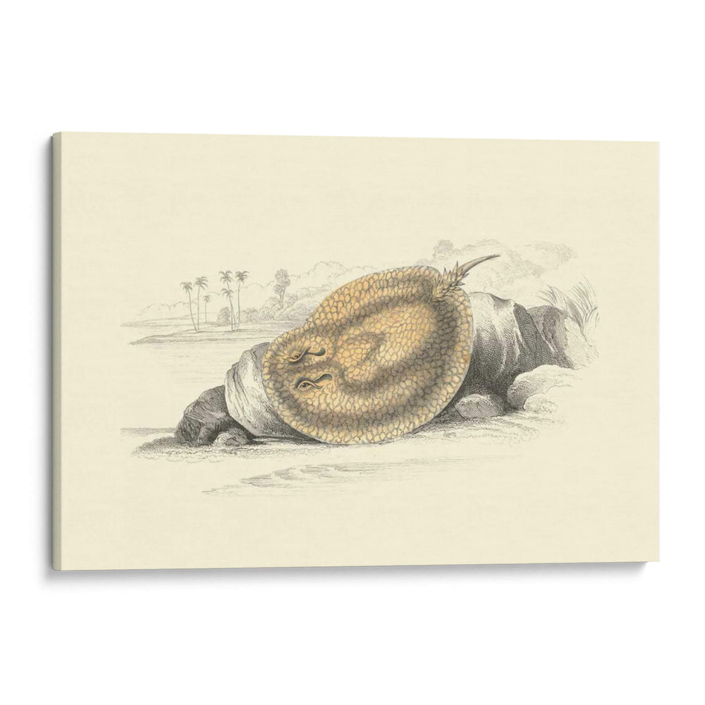 Lizars Stingray Ii - W.H. Lizars | Cuadro decorativo de Canvas Lab