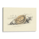 Lizars Stingray Ii - W.H. Lizars | Cuadro decorativo de Canvas Lab