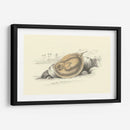 Lizars Stingray Ii - W.H. Lizars | Cuadro decorativo de Canvas Lab