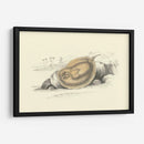 Lizars Stingray Ii - W.H. Lizars | Cuadro decorativo de Canvas Lab