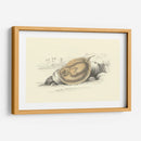 Lizars Stingray Ii - W.H. Lizars | Cuadro decorativo de Canvas Lab