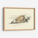 Lizars Stingray Ii - W.H. Lizars | Cuadro decorativo de Canvas Lab