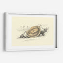 Lizars Stingray Ii - W.H. Lizars | Cuadro decorativo de Canvas Lab