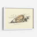 Lizars Stingray Ii - W.H. Lizars | Cuadro decorativo de Canvas Lab
