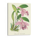 Lavanda Orchids Ii - P. Stroobant | Cuadro decorativo de Canvas Lab