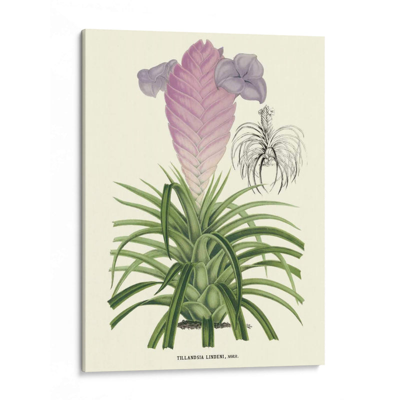 Lavanda Orchids Iii - P. Stroobant | Cuadro decorativo de Canvas Lab