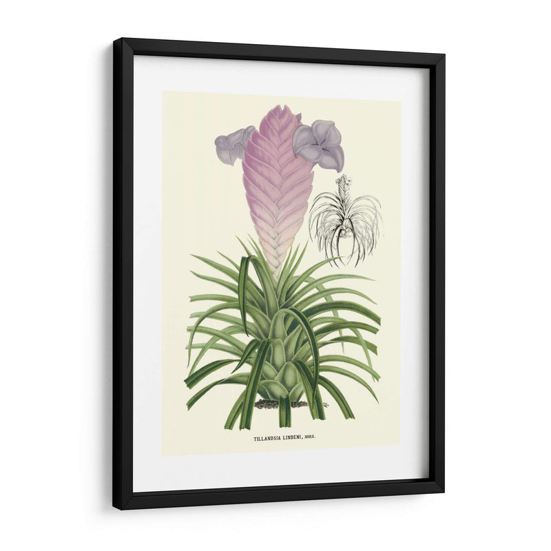 Lavanda Orchids Iii - P. Stroobant | Cuadro decorativo de Canvas Lab